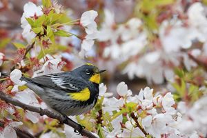 Yellow-rumped Warbler